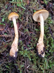 Aureonarius callisteus