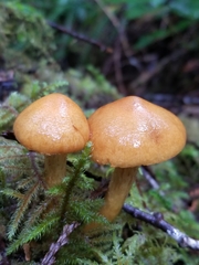 Aureonarius callisteus