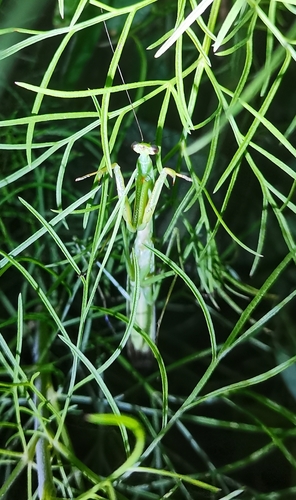Narrow-winged Mantis