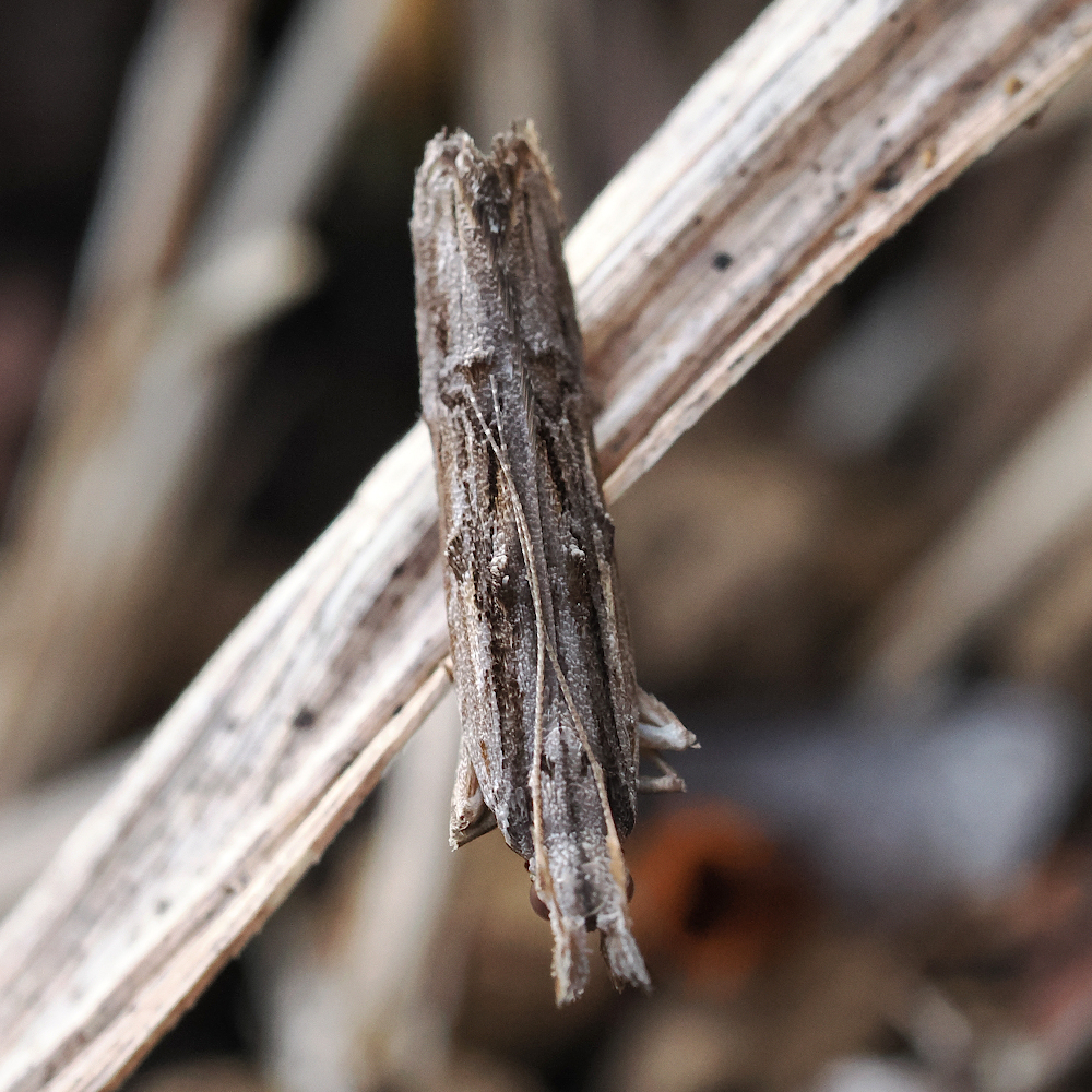 Hypatima teramotoi
