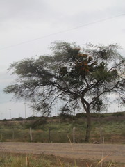 Prosopis laevigata