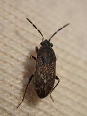 Peritrechus