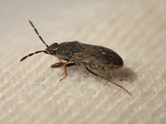 Peritrechus