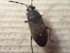 Peritrechus