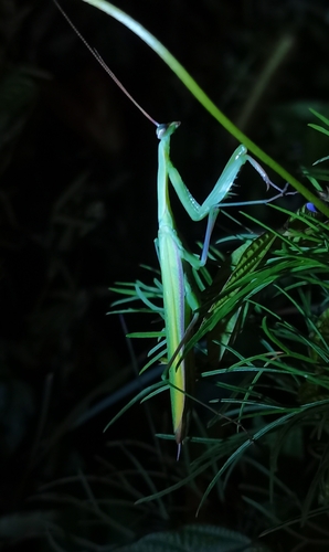 European Mantis