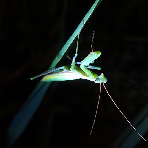 European Mantis