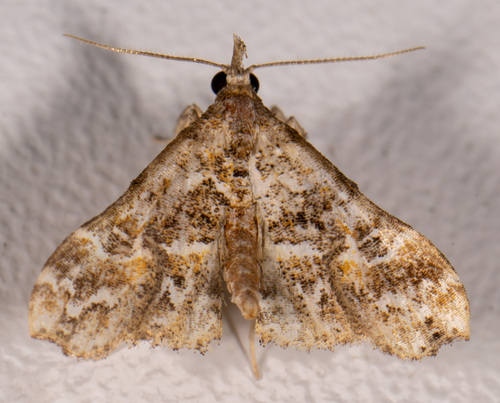 Lascoria cristata