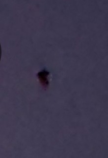Kelaart's Pipistrelle