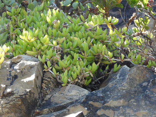 Image of Ruschia rubricaulis by (c) amantedarmanin, some rights reserved (CC BY)
