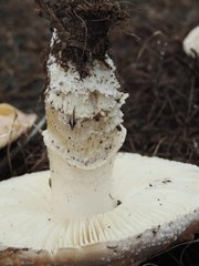 Saproamanita pruittii