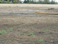 Saproamanita pruittii