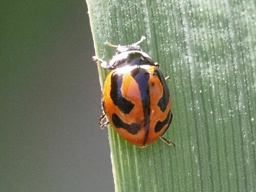 Coccinella miranda