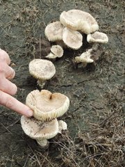 Saproamanita pruittii