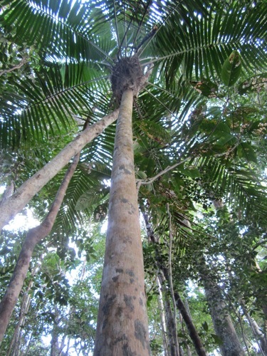 Ravenea robustior