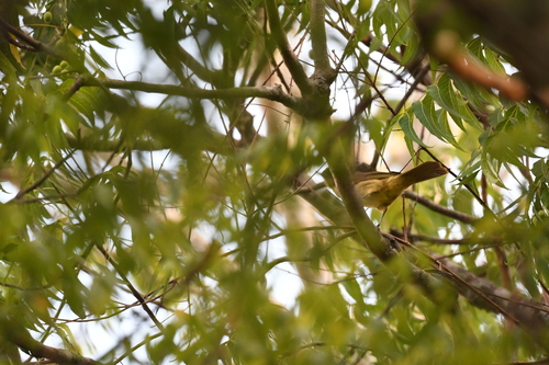 iNaturalist image