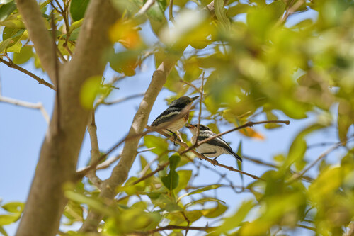 iNaturalist image