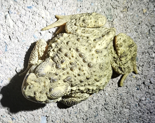 Asiatic Toad