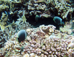 Chaetodon reticulatus