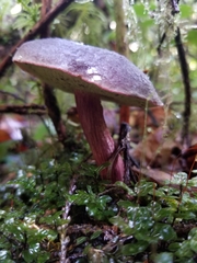 Xerocomellus zelleri