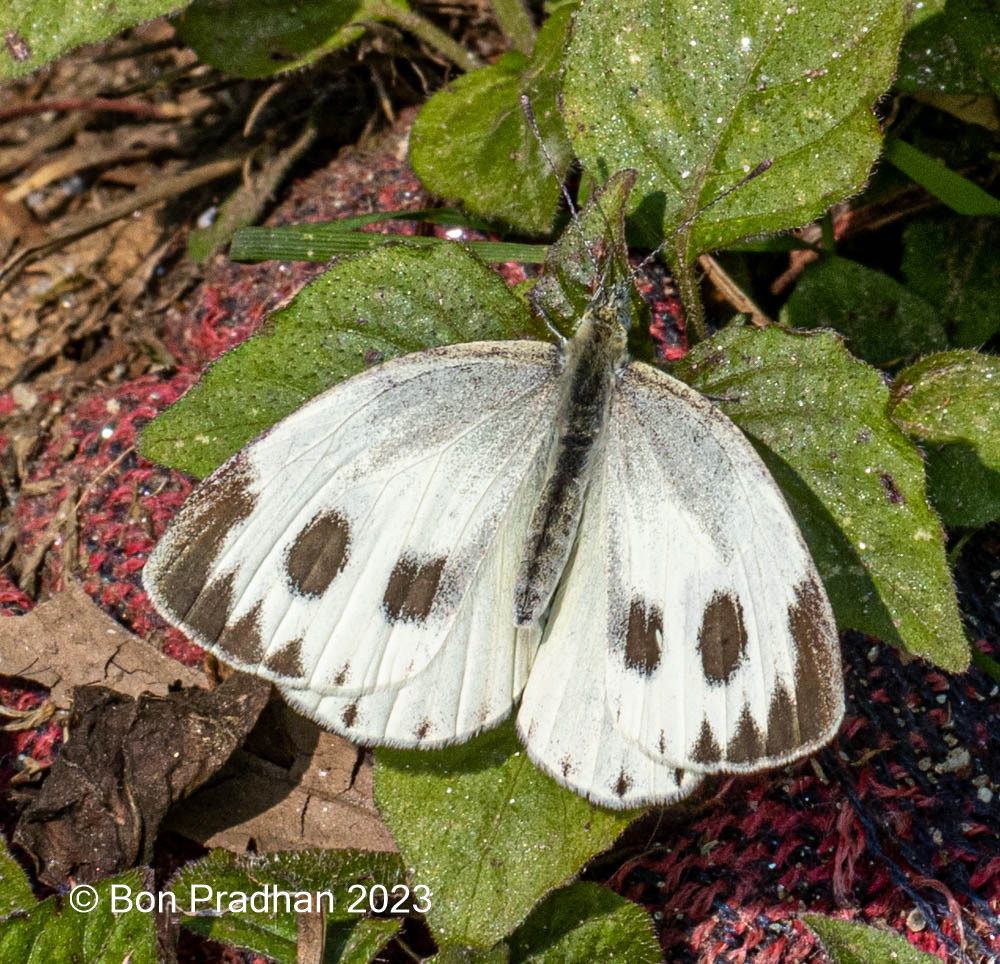 Indian Cabbage White