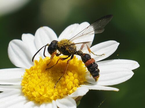 Cerceris concinna