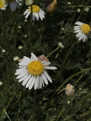 Lasiospermum bipinnatum