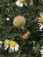 Lasiospermum bipinnatum