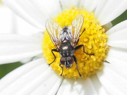 Phyto hertingi