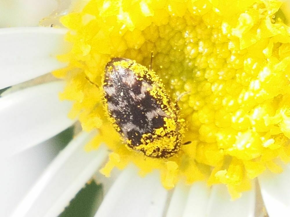 Attagenus multifasciatus