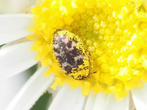 Attagenus multifasciatus