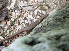 Boettger's Ground Skink photo 2