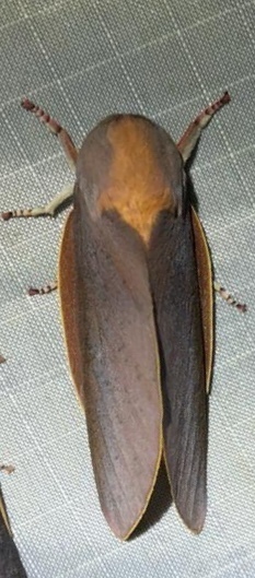 Almeidella approximans