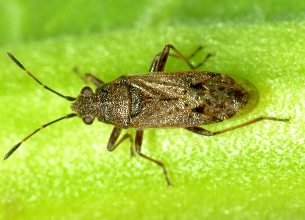 Orsillinae
