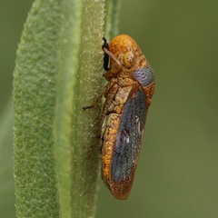 Oncometopia hamiltoni