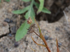 Cenchrus longispinus