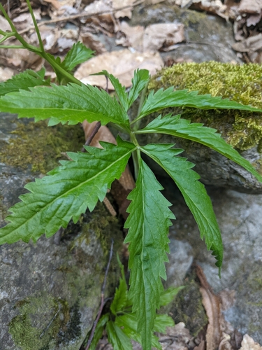 Image of Cardamine kitaibelii by (c) Franco Folini, some rights reserved (CC BY)
