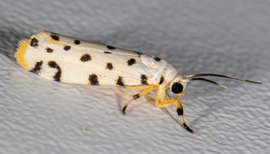 Epeiromulona biloba