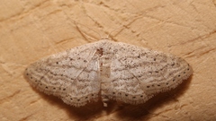 Idaea elongaria