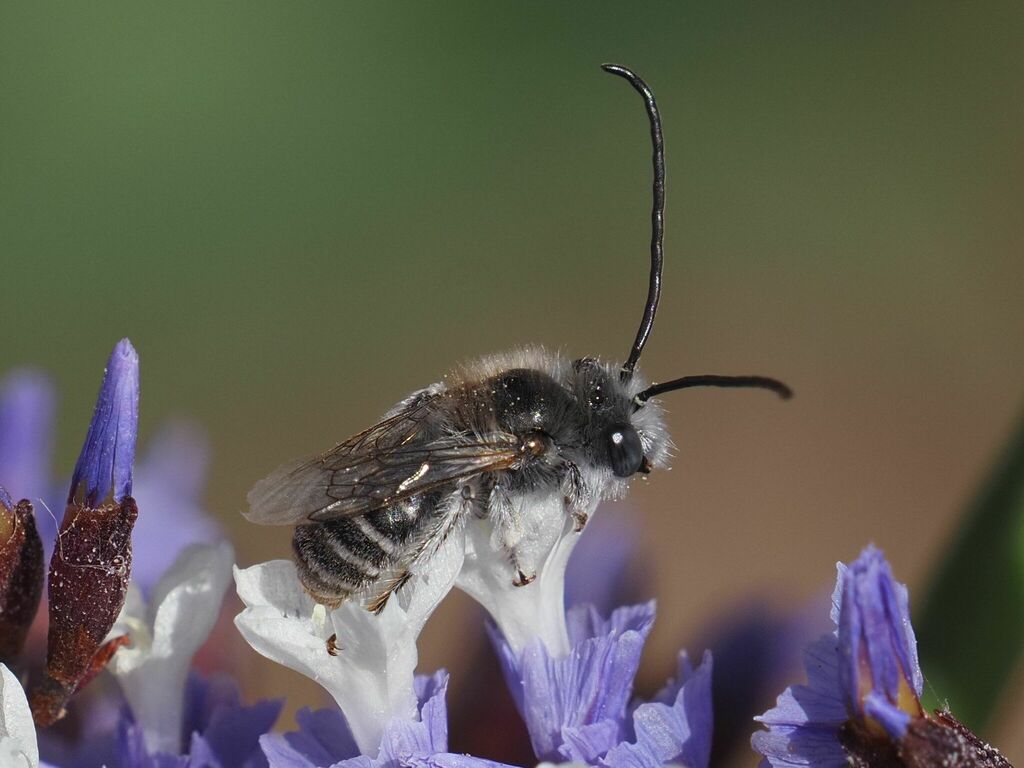 Eucera maroccana
