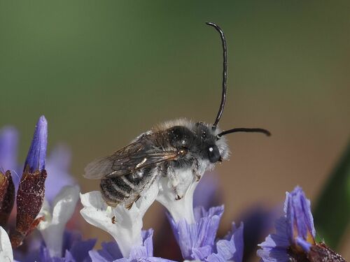 Eucera maroccana