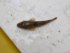 Odontobutis platycephala