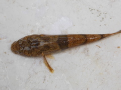 Odontobutis platycephala