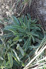 Thermopsis lanceolata