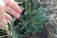 Thermopsis lanceolata