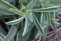 Thermopsis lanceolata