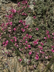Indigofera burchellii