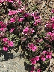 Indigofera burchellii