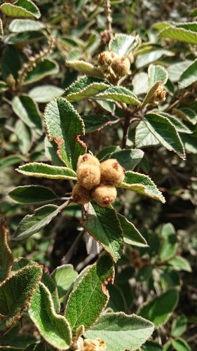 Croton pycnanthus