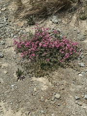 Indigofera burchellii