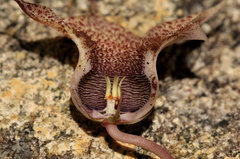 Ceropegia hislopii image